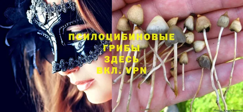 Псилоцибиновые грибы MAGIC MUSHROOMS  закладки  Арзамас 